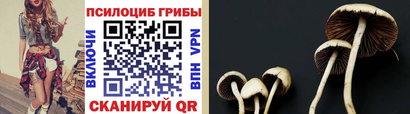 kraken ТОР  купить наркотик  Унеча  Галлюциногенные грибы мицелий 